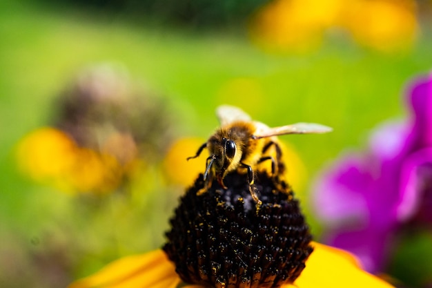 Photo vue rapprochée d'une abeille en train de polliniser une fleur