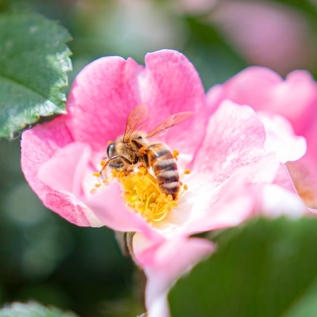 Vue rapprochée d'une abeille en train de polliniser une fleur