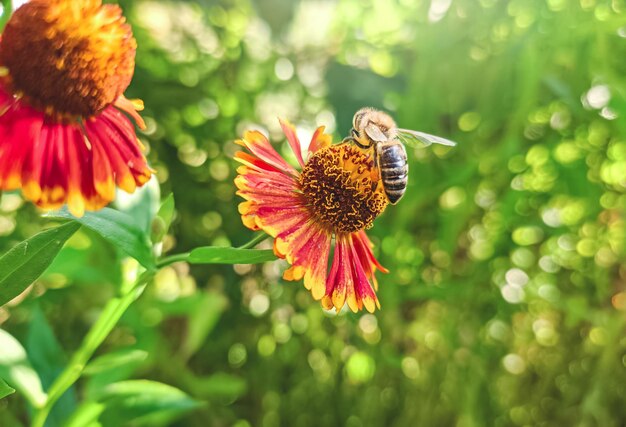 Photo vue rapprochée d'une abeille en train de polliniser une fleur