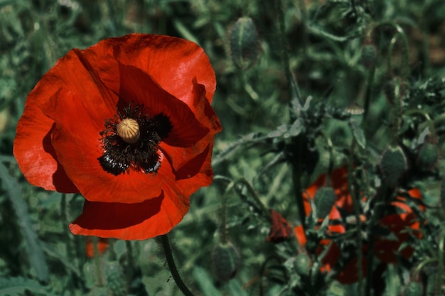 Vue rapprochée d'une abeille en train de polliniser une fleur