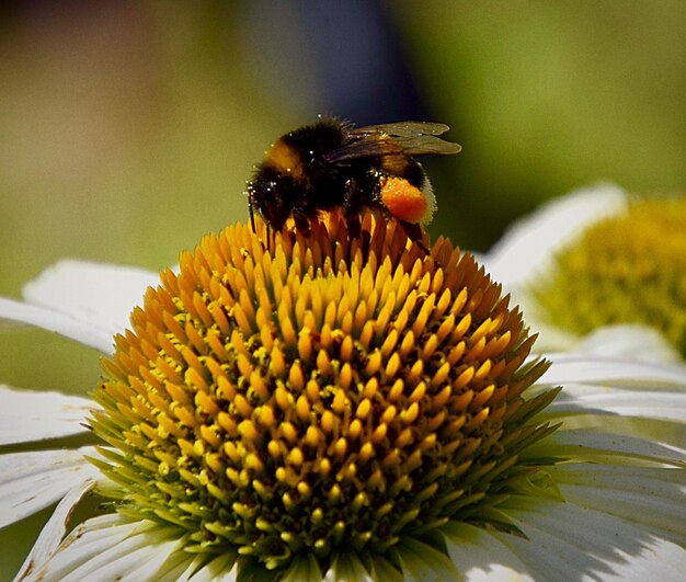 Vue rapprochée d'une abeille en train de polliniser une fleur