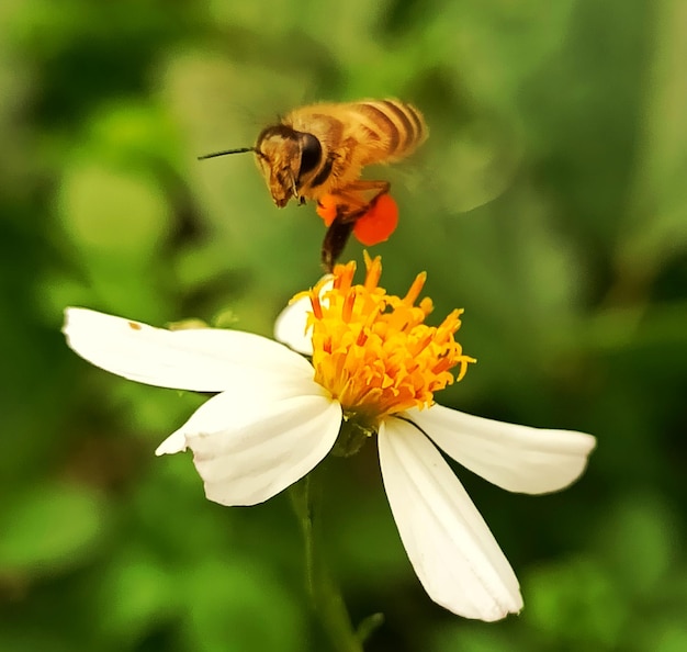 Photo vue rapprochée d'une abeille en train de polliniser une fleur