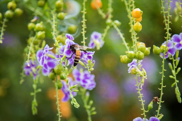 Photo vue rapprochée d'une abeille en train de polliniser une plante à fleurs violettes