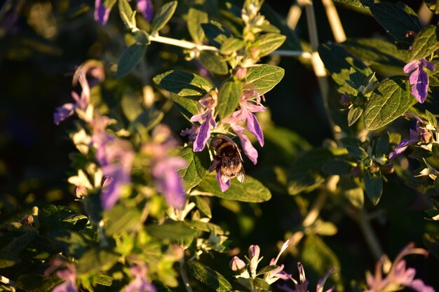 Photo vue rapprochée d'une abeille en train de polliniser une plante à fleurs violettes