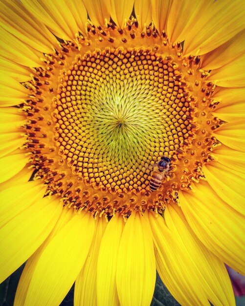 Photo vue rapprochée d'une abeille en train de polliniser le tournesol