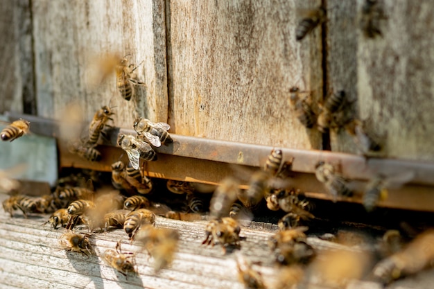 Une vue rapprochée des abeilles de travail apportant du pollen de fleurs à la ruche sur ses pattes