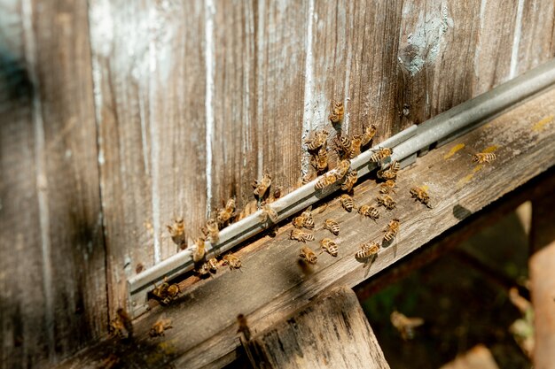 Une vue rapprochée des abeilles de travail apportant du pollen de fleurs à la ruche sur ses pattes