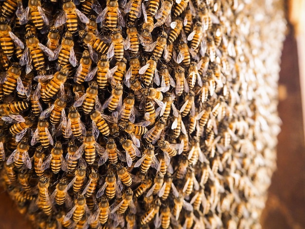 Vue rapprochée des abeilles