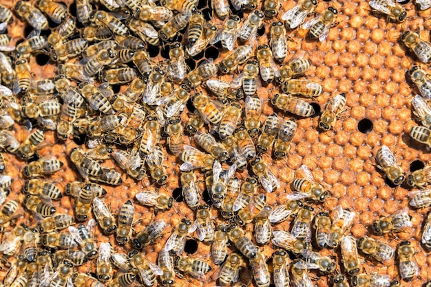 Vue rapprochée des abeilles