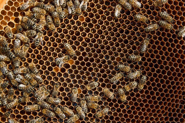 Photo vue rapprochée des abeilles