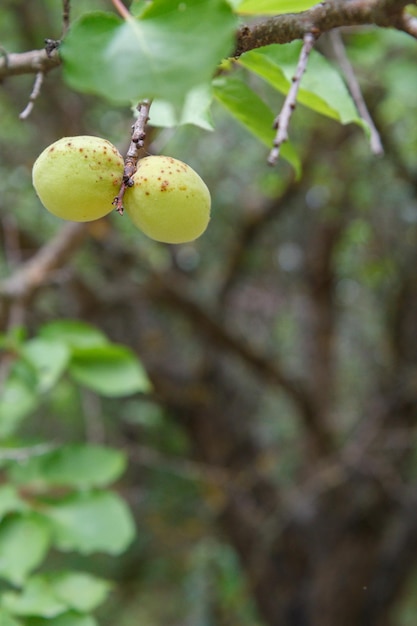 Vue rapprochée d'abricots verts non mûrs sur un arbre avec un verger sur l'arrière-plan flou