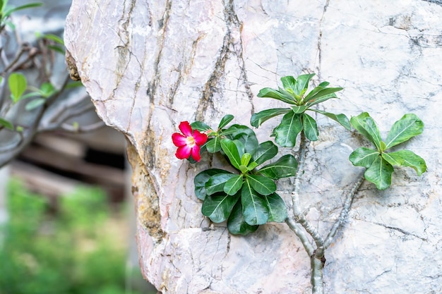 Photo vue rapprochée de l'adénium à pétales de couleur rose dans le jardin de l'aédénium obesum arbre ping bignonia ou rose du désert