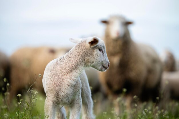 Photo vue rapprochée d'un agneau debout à la ferme