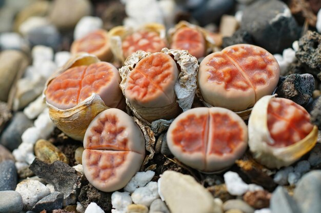 Photo vue rapprochée d'une agrégation de pierres vivantes de couleur rouge clair, lithops karasmontana latentia