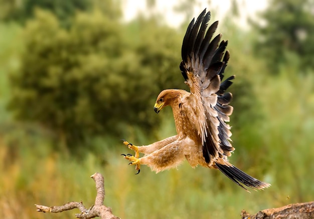 Vue rapprochée de l'aigle doré survolant le champ