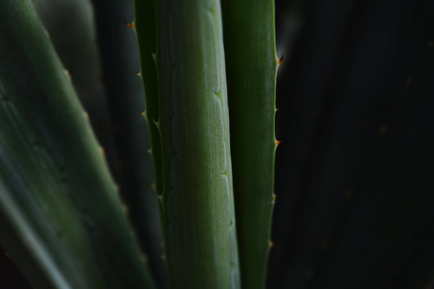 Vue rapprochée de l'aloe vera