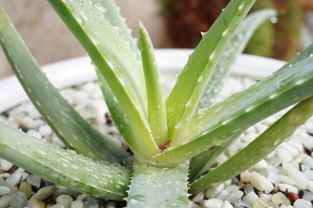 Photo vue rapprochée de l'aloe vera