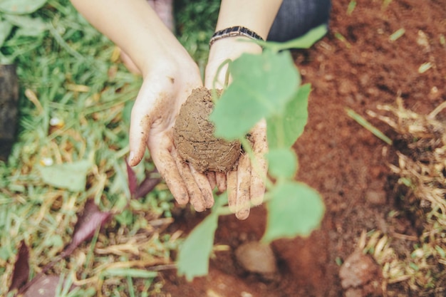 Vue rapprochée d'un angle élevé des mains tenant une jeune plante