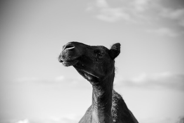 Photo vue rapprochée de l'animal contre le ciel