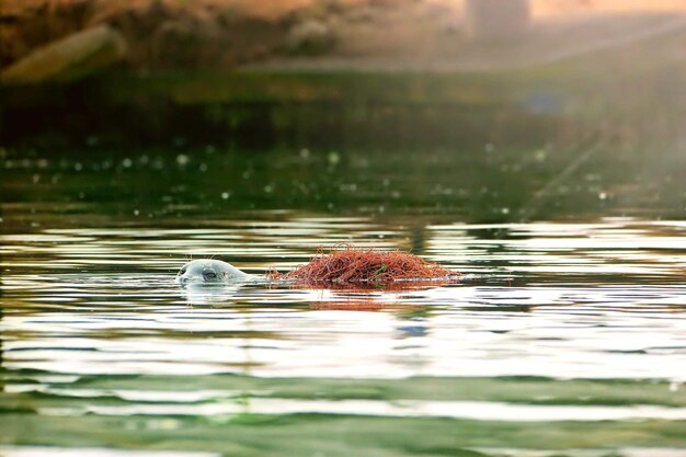 Photo vue rapprochée d'un animal nageant dans un lac