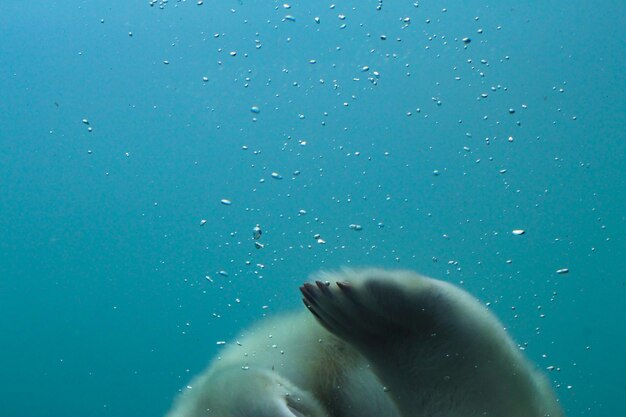 Vue rapprochée d'un animal nageant en mer