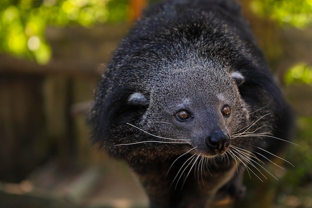 Vue rapprochée d'un animal qui détourne le regard