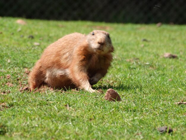 Vue rapprochée de l'animal sur le terrain