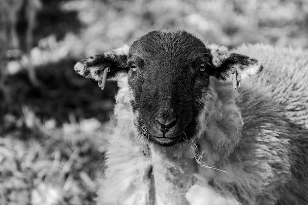 Vue rapprochée d'un animal sur le terrain