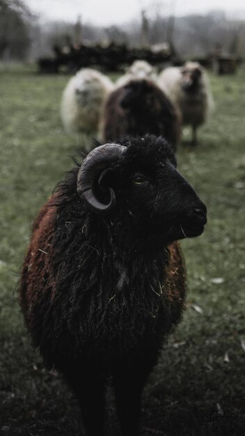 Vue rapprochée d'un animal sur le terrain