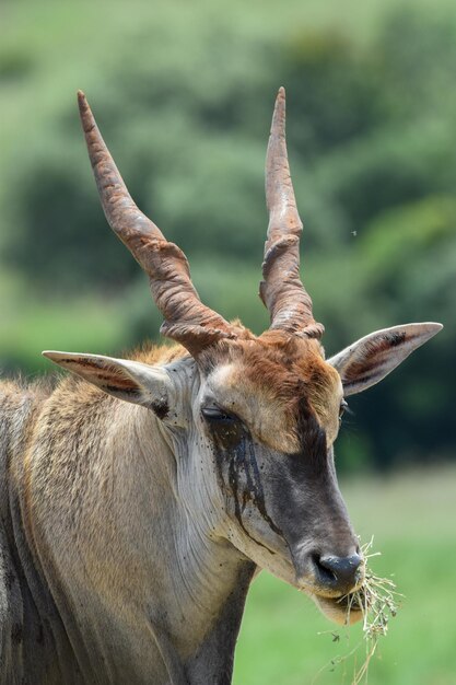 Photo vue rapprochée d'une antilope gemsbok sur le champ