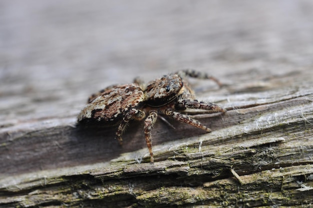 Vue rapprochée d'une araignée sur du bois