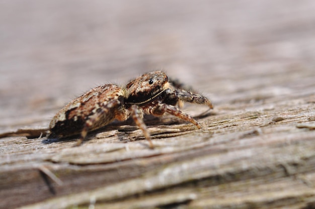 Vue rapprochée d'une araignée sur du bois