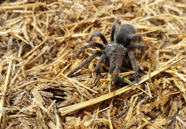 Photo vue rapprochée d'une araignée sur du foin
