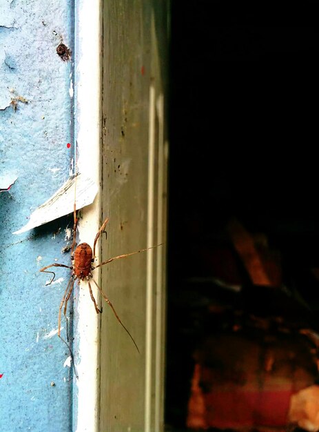 Photo vue rapprochée de l'araignée sur le mur