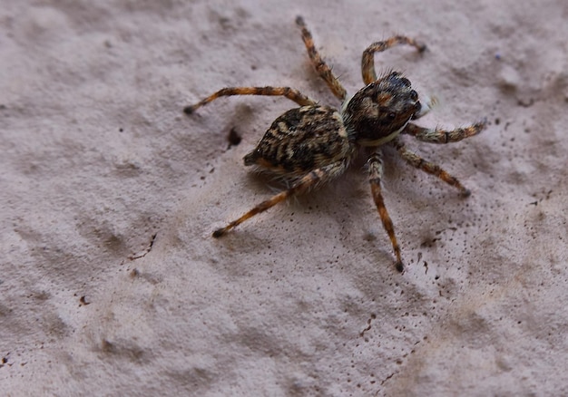 Vue rapprochée de l'araignée sur le mur