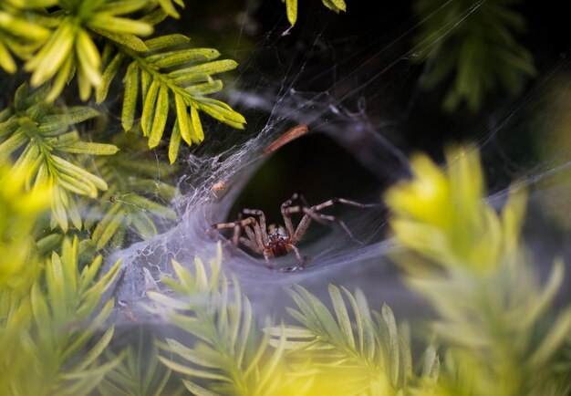 Photo vue rapprochée de l'araignée sur la plante