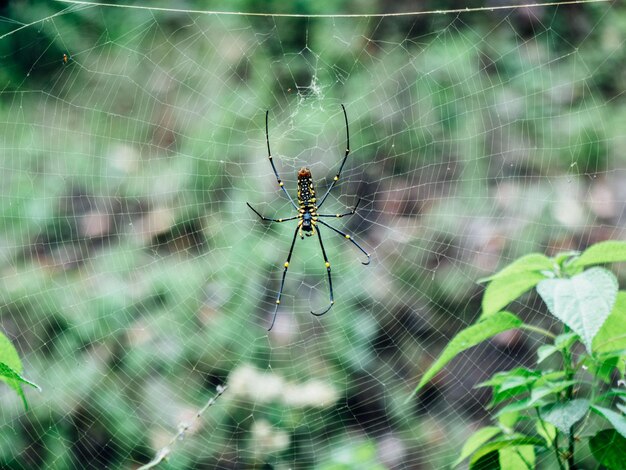 Vue rapprochée de l'araignée et de sa toile sur un fond flou