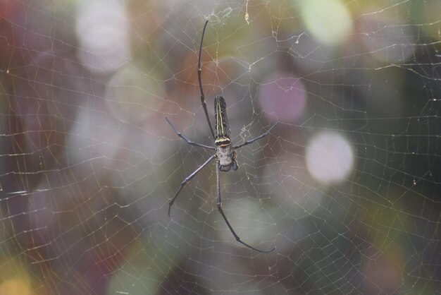 Photo vue rapprochée de l'araignée et de sa toile