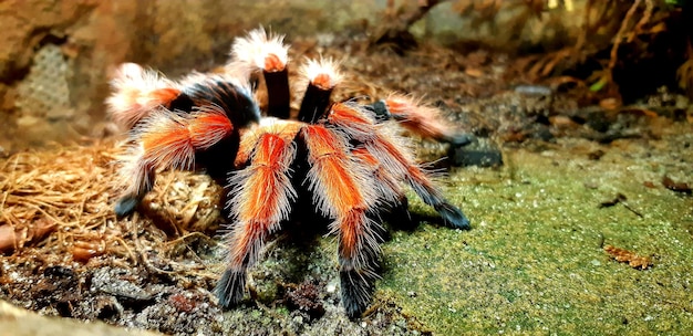 Vue rapprochée de l'araignée sur le terrain