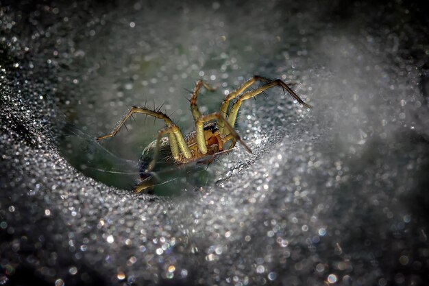 Vue rapprochée d'une araignée sur une toile d'eau