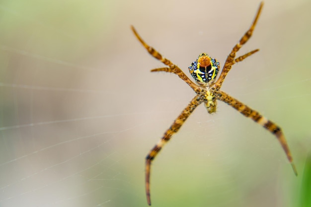 Vue rapprochée de l'araignée sur la toile