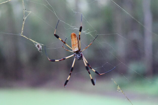 Photo vue rapprochée de l'araignée sur la toile