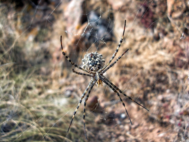 Vue rapprochée de l'araignée sur la toile