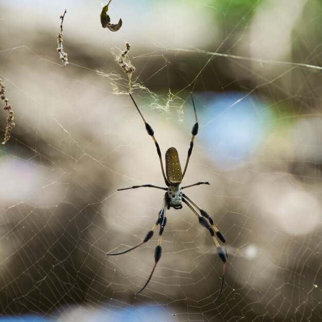 Photo vue rapprochée de l'araignée sur la toile