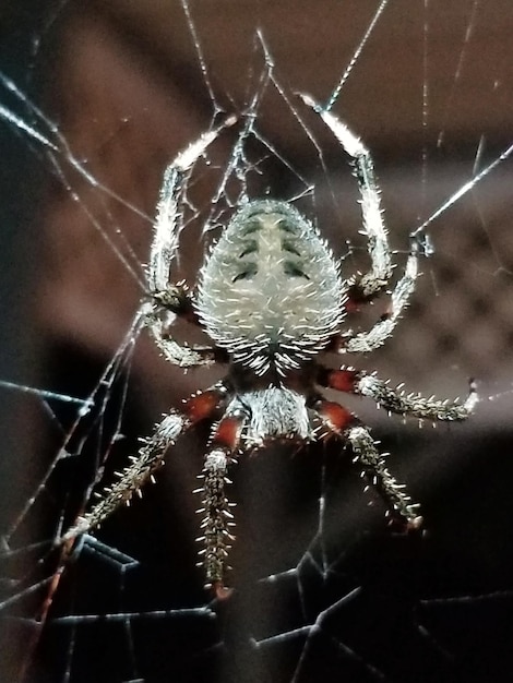 Photo vue rapprochée de l'araignée sur la toile