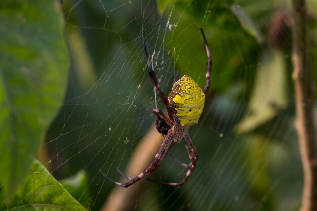 Photo vue rapprochée de l'araignée sur la toile