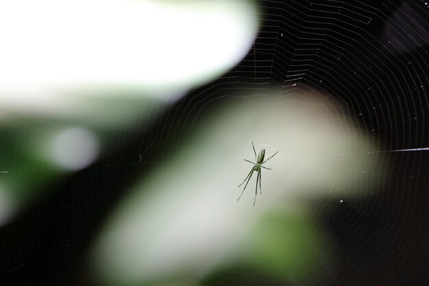 Photo vue rapprochée de l'araignée sur la toile