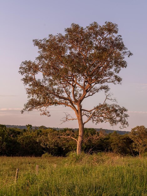 Vue rapprochée de l'arbre angiosperme