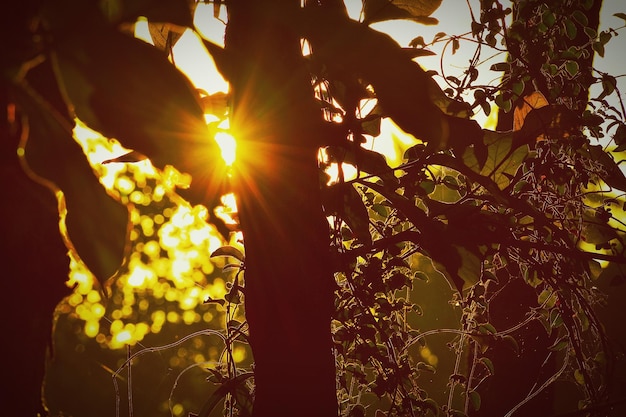 Vue rapprochée de l'arbre au coucher du soleil