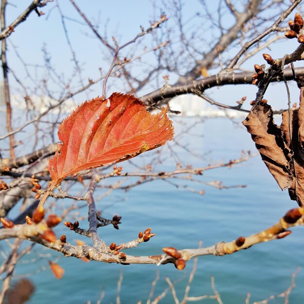 Photo vue rapprochée de l'arbre d'automne contre le ciel